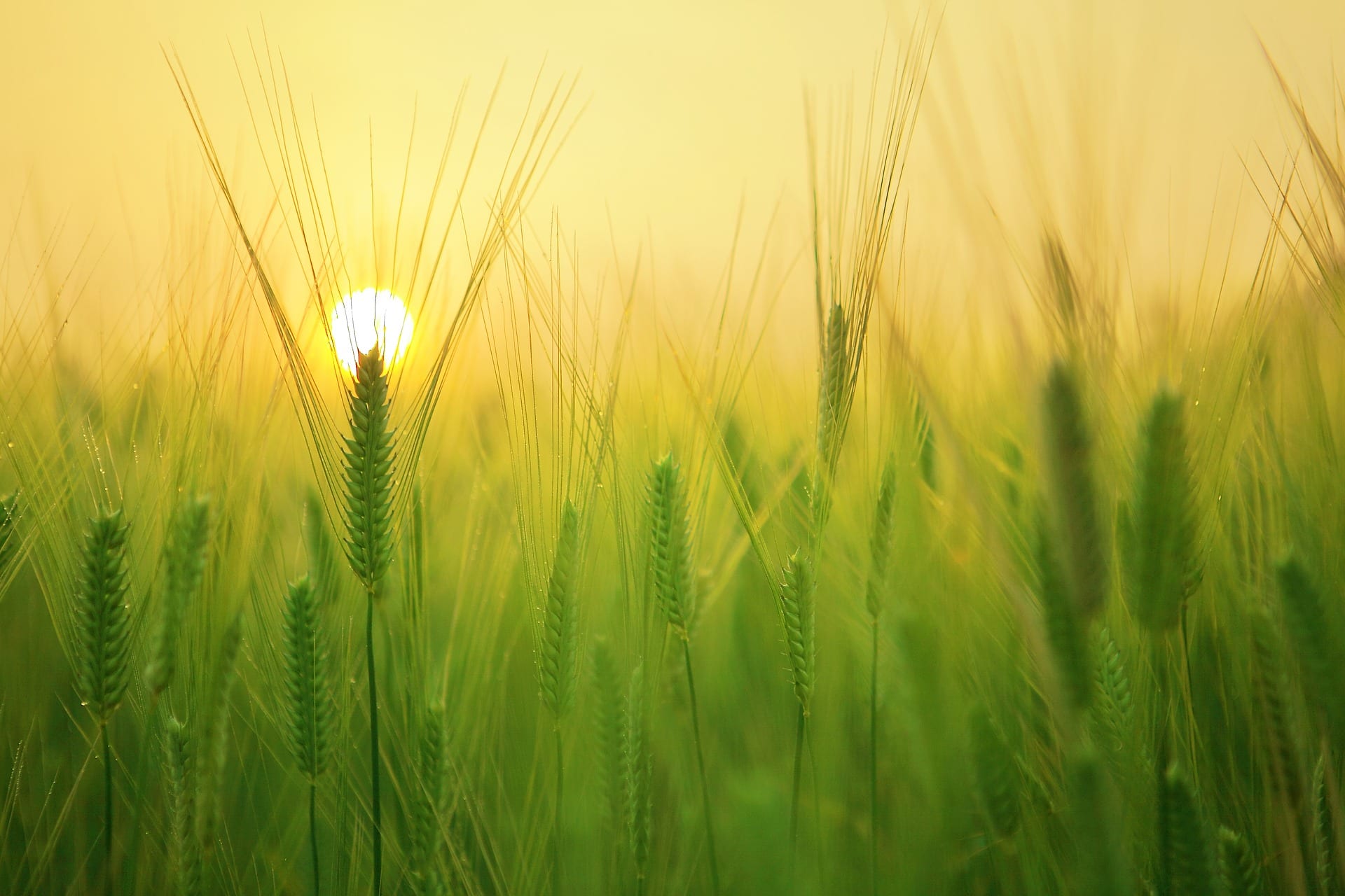 Shot of tall grass in front of the sun.