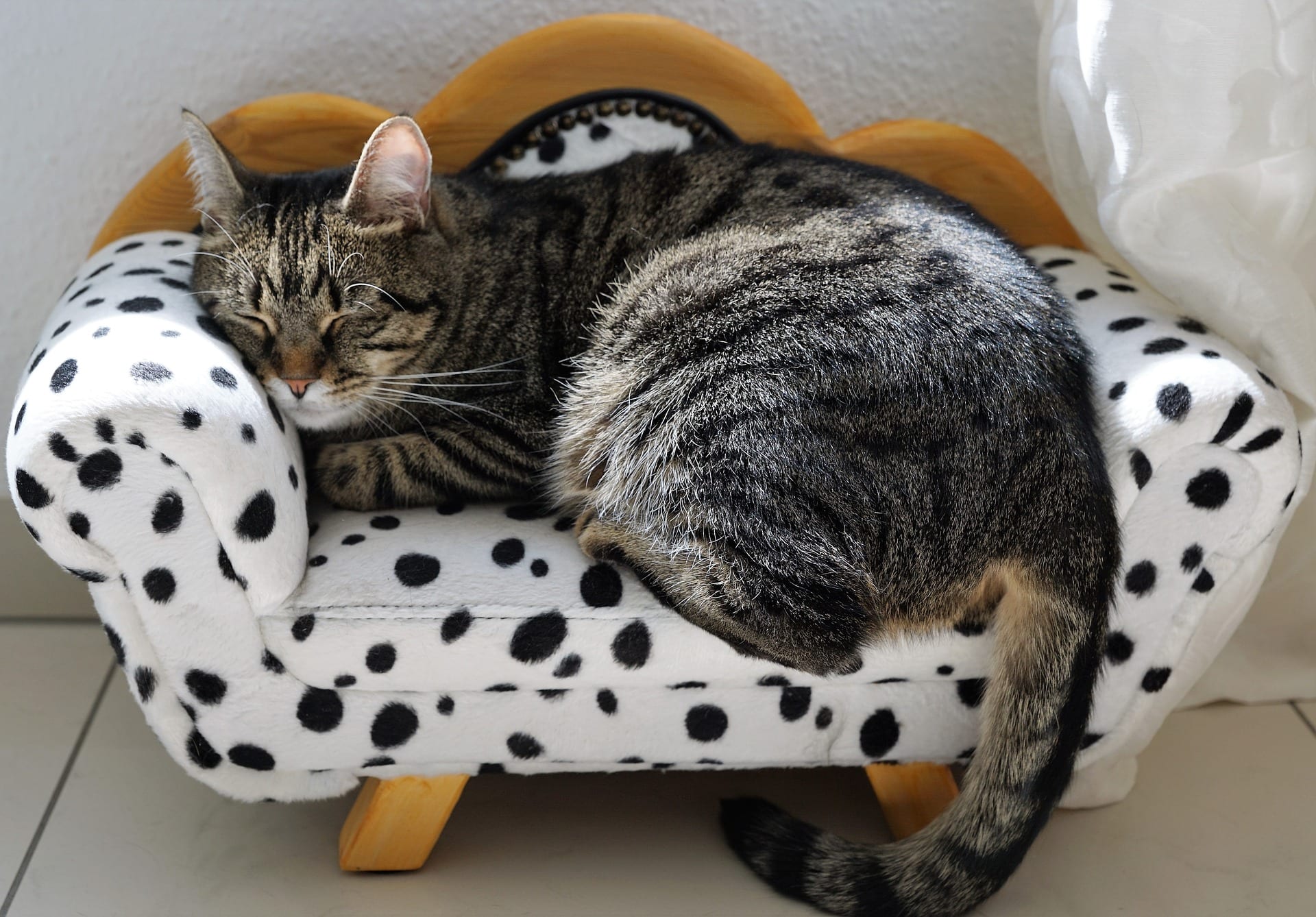 Picture of a tabby cat snoozing on a chair just her size.